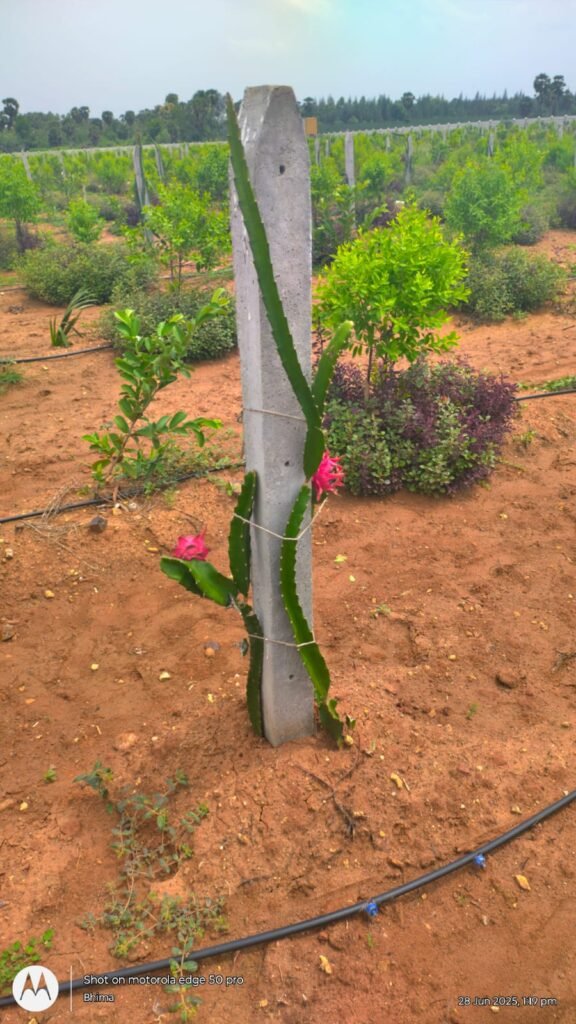 Dragon Fruit Farming